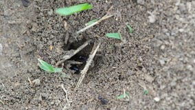 Ants move soil out of hole