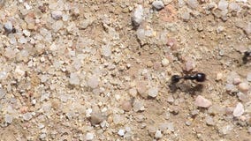 Ants walking in a row