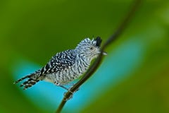 Antshrike barré, doliatus de Thamnophilus, oiseau rare gris du Trinidad images stock Antshrike barré, doliatus de Thamnophilus, oiseau rare gris du Trinidad images stock