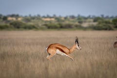 Antylopa pronking w Środkowym Kalahari obraz stock Antylopa pronking w Środkowym Kalahari obraz stock