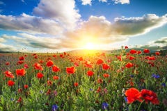 anzac στοκ εικόνες anzac στοκ εικόνες