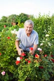 Anziani che si preoccupano per le rose nel giardino fotografia stock libera da diritti Anziani che si preoccupano per le rose nel giardino fotografia stock libera da diritti