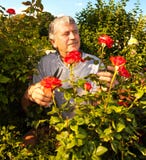 Anziani che si preoccupano per le rose nel giardino fotografie stock Anziani che si preoccupano per le rose nel giardino fotografie stock