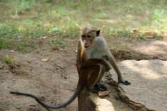 Apan som så är kall i hans, vaggar i djungeln, Sri Lanka, Asien arkivbilder Apan som så är kall i hans, vaggar i djungeln, Sri Lanka, Asien arkivbilder