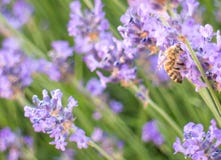 Ape su lavanda immagini stock Ape su lavanda immagini stock