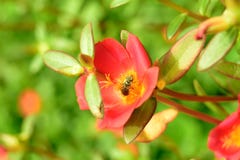 Ape sul fiore rosso fotografia stock libera da diritti Ape sul fiore rosso fotografia stock libera da diritti