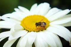 Ape sulla camomilla che raccoglie miele fotografia stock Ape sulla camomilla che raccoglie miele fotografia stock