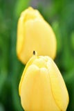 Apeldoorn dourado Darwin Hybrid Tulip imagem de stock Apeldoorn dourado Darwin Hybrid Tulip imagem de stock