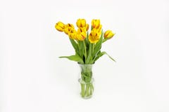 Apenas llovido encendido Ramo amarillo fresco de los tulipanes imagen de archivo libre de regalías Apenas llovido encendido Ramo amarillo fresco de los tulipanes imagen de archivo libre de regalías
