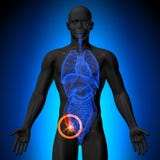 Apendyks - Męska anatomia ludzcy organy - promieniowanie rentgenowskie widok ilustracji Apendyks - Męska anatomia ludzcy organy - promieniowanie rentgenowskie widok ilustracji