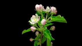 Apertura dei fiori di Apple Apertura dei fiori di Apple
