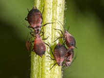 aphids