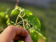 Aphids στα φύλλα της κινηματογράφησης σε πρώτο πλάνο δέντρων της Apple στοκ εικόνα Aphids στα φύλλα της κινηματογράφησης σε πρώτο πλάνο δέντρων της Apple στοκ εικόνα