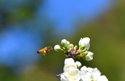 Api della primavera che impollinano immagini stock Api della primavera che impollinano immagini stock