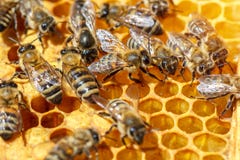 Api nell'arnia per il primo piano del pettine immagine stock libera da diritti Api nell'arnia per il primo piano del pettine immagine stock libera da diritti