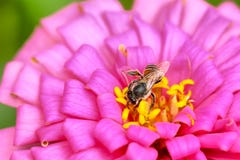 Api sullo zinnia elegans fotografia stock libera da diritti Api sullo zinnia elegans fotografia stock libera da diritti
