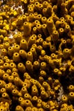 Aplysina aerophoba yellow tube sponge, close-up, geometric shapes and patterns