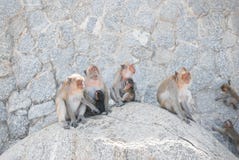 Apor som tillsammans sitter på vagga arkivbilder Apor som tillsammans sitter på vagga arkivbilder