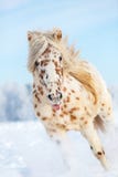 Appaloosa horse. royalty free stock photography Appaloosa horse. royalty free stock photography