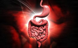 Appareil digestif humain illustration stock Appareil digestif humain illustration stock