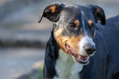Собака горы Appenzeller, портрет конца-вверх собаки стоковая фотография Собака горы Appenzeller, портрет конца-вверх собаки стоковая фотография