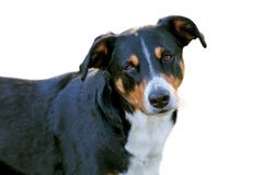 Appenzeller berghund som isoleras p? vit bakgrund royaltyfri bild Appenzeller berghund som isoleras p? vit bakgrund royaltyfri bild