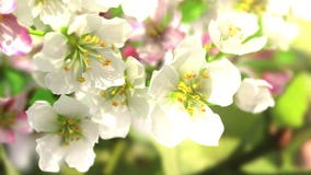 Apple-albero sbocciante 4k Apple-albero sbocciante 4k