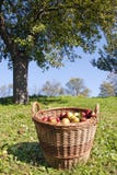Apple Basket Stock Images
