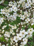 Apple blommor Mjuk vit äppleblomning royaltyfri bild Apple blommor Mjuk vit äppleblomning royaltyfri bild