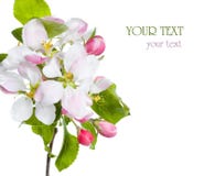 Apple Blossom Stock Images Apple Blossom Stock Images