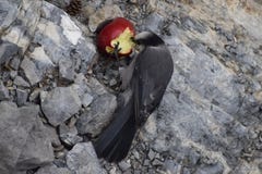 APPLE EIN TAG, HILFEN DER KRÄHEN-AUFENTHALT lizenzfreie stockfotos APPLE EIN TAG, HILFEN DER KRÄHEN-AUFENTHALT lizenzfreie stockfotos