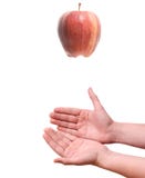 Apple Falling To Hands Royalty Free Stock Photo