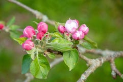 Apple florece en la primavera imagen de archivo libre de regalías Apple florece en la primavera imagen de archivo libre de regalías