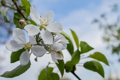 Apple flower on a beautiful blue background stock photos Apple flower on a beautiful blue background stock photos