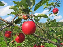 Apple Garden Stock Image