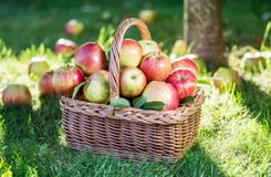 Apple Harvest. Ripe Red Apples In The Basket On The Green Grass. Royalty Free Stock Photography