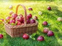 Apple Harvest. Ripe Red Apples In The Basket On The Green Grass. Stock Photo Apple Harvest. Ripe Red Apples In The Basket On The Green Grass. Stock Photo