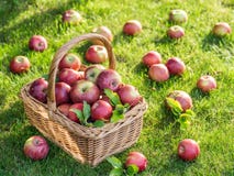 Apple Harvest. Ripe Red Apples In The Basket On The Green Grass. Royalty Free Stock Photos