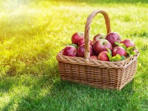 Apple Harvest. Ripe Red Apples In The Basket On The Green Grass Stock Photo