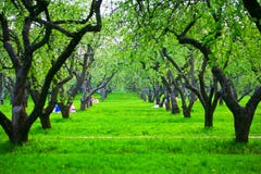 Apple Orchard In Spring Stock Images