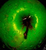 Apple sur le fond noir et blanc, fruit, Apple rouge, Apple vert photographie stock libre de droits Apple sur le fond noir et blanc, fruit, Apple rouge, Apple vert photographie stock libre de droits