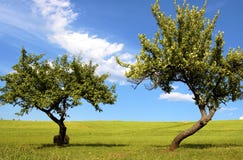 Apple Tree Stock Images