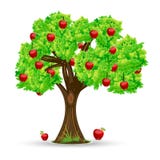Apple Tree Royalty Free Stock Photo