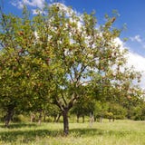 Apple Tree Royalty Free Stock Image