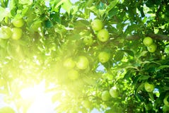 Apple Tree Stock Photos Apple Tree Stock Photos