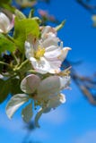 Apple tree blossom in spring stock image Apple tree blossom in spring stock image