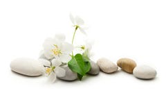 Apple Tree Flowers Royalty Free Stock Photo Apple Tree Flowers Royalty Free Stock Photo