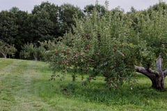 Apple-Verse plukt Heerlijk van het Boomgaardlandbouwbedrijf u royalty-vrije stock foto Apple-Verse plukt Heerlijk van het Boomgaardlandbouwbedrijf u royalty-vrije stock foto
