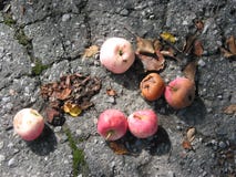Apples On The Ground Stock Photos Apples On The Ground Stock Photos