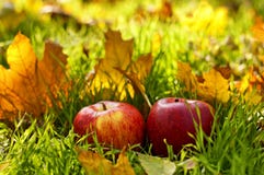 Apples royalty free stock photo Apples royalty free stock photo